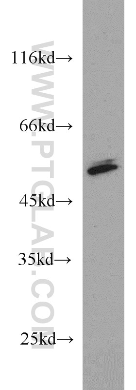 PRKAR2A Polyclonal antibody