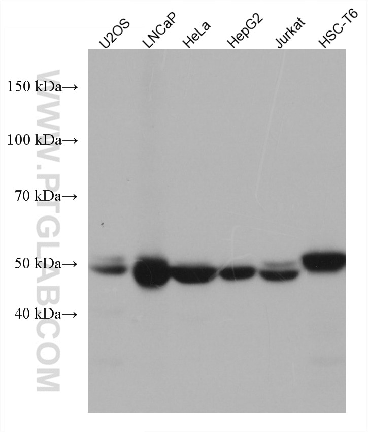 Western Blot (WB) analysis of various lysates using PRKAR2A Monoclonal antibody (67751-1-Ig)