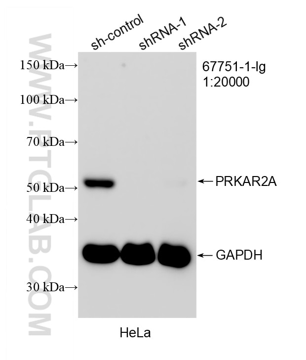 Western Blot (WB) analysis of HeLa cells using PRKAR2A Monoclonal antibody (67751-1-Ig)