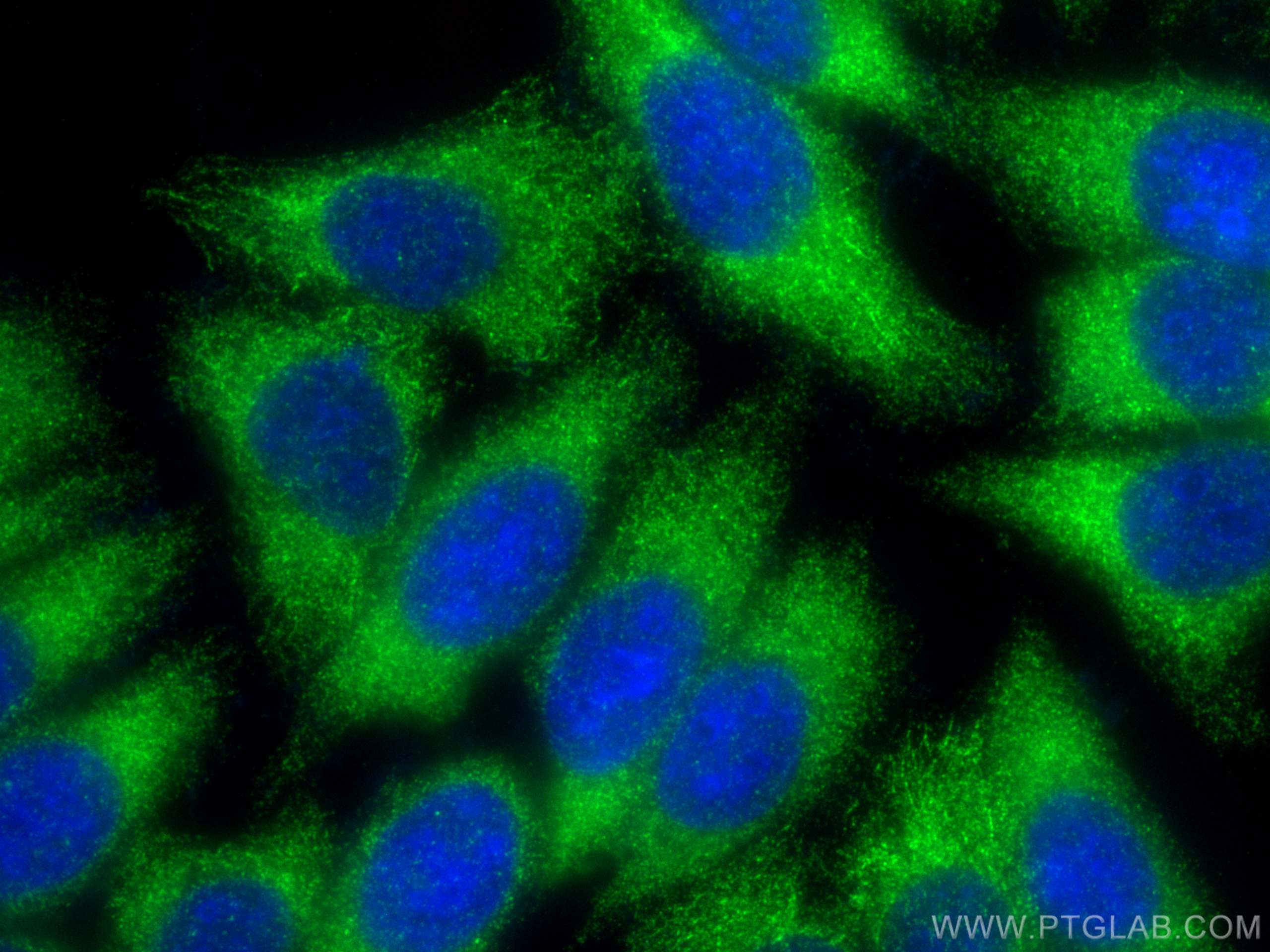 Immunofluorescence (IF) / fluorescent staining of HepG2 cells using PKC Alpha Polyclonal antibody (21991-1-AP)