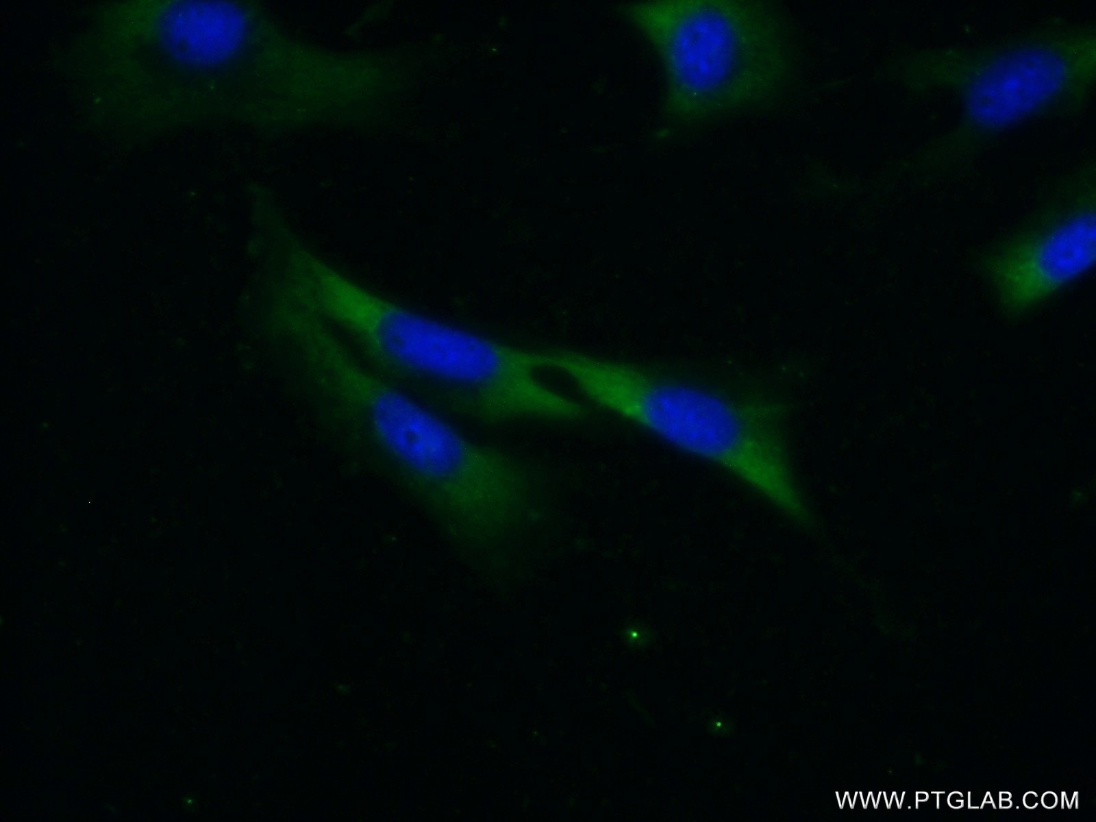 Immunofluorescence (IF) / fluorescent staining of NIH/3T3 cells using PKC Alpha Polyclonal antibody (21991-1-AP)