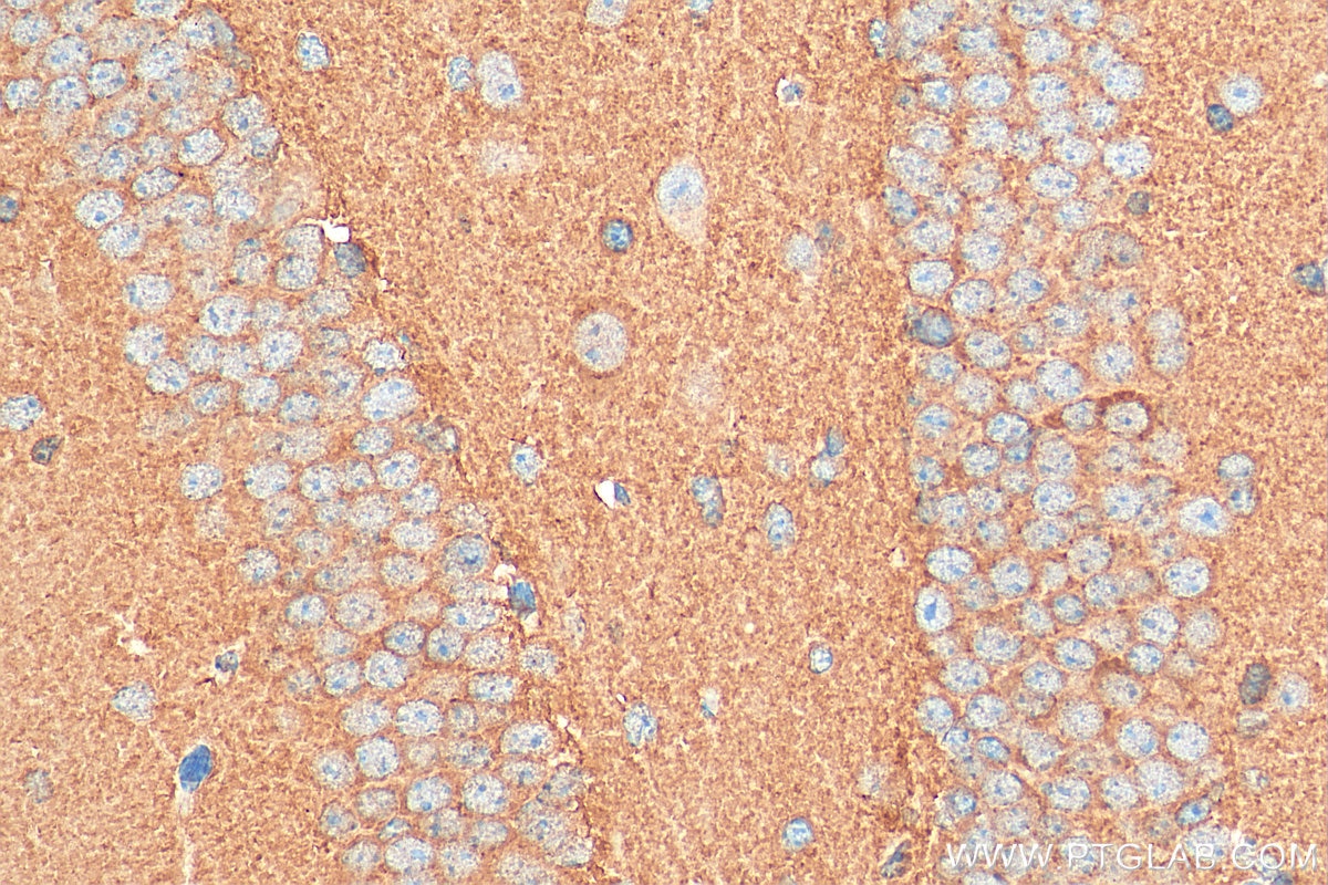 Immunohistochemistry (IHC) staining of mouse brain tissue using PKC Alpha Polyclonal antibody (21991-1-AP)
