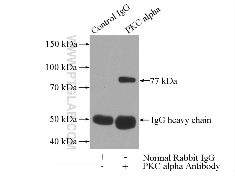 Immunoprecipitation (IP) experiment of NIH/3T3 cells using PKC Alpha Polyclonal antibody (21991-1-AP)