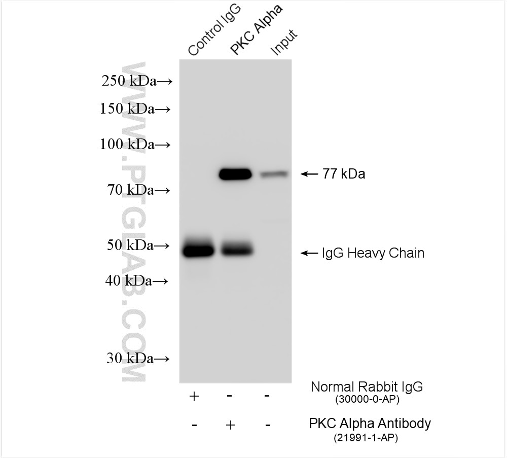 Immunoprecipitation (IP) experiment of NIH/3T3 cells using PKC Alpha Polyclonal antibody (21991-1-AP)