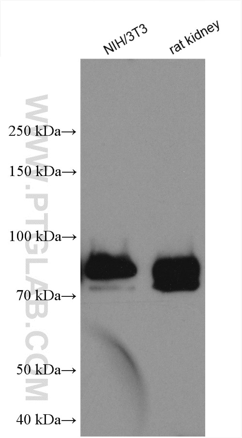 Western Blot (WB) analysis of various lysates using PKC Alpha Polyclonal antibody (21991-1-AP)