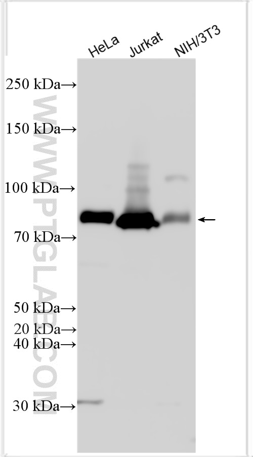 Western Blot (WB) analysis of various lysates using PKC Alpha Polyclonal antibody (21991-1-AP)