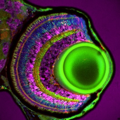 Immunofluorescence (IF) / fluorescent staining of zebrafish retina using pan-PKC Polyclonal antibody (12919-1-AP)