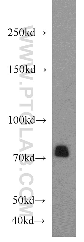 pan-PKC Polyclonal antibody