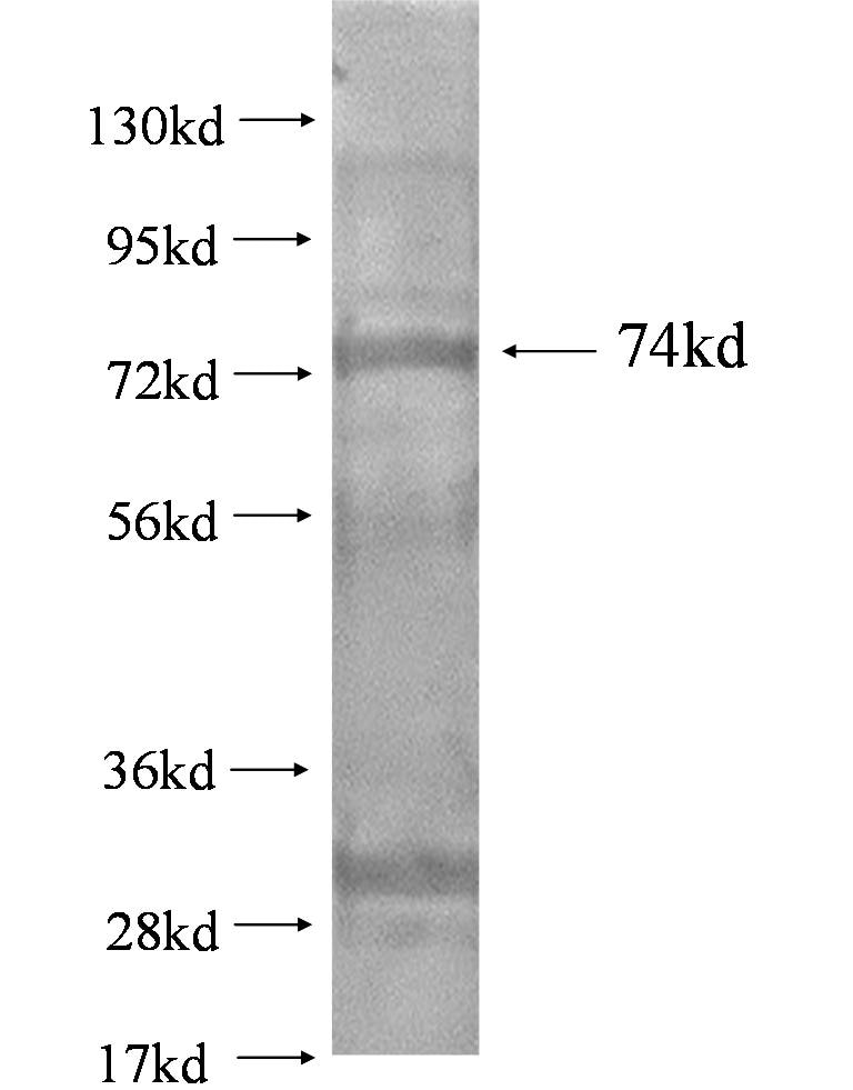 PRKCB fusion protein Ag0900 SDS-PAGE