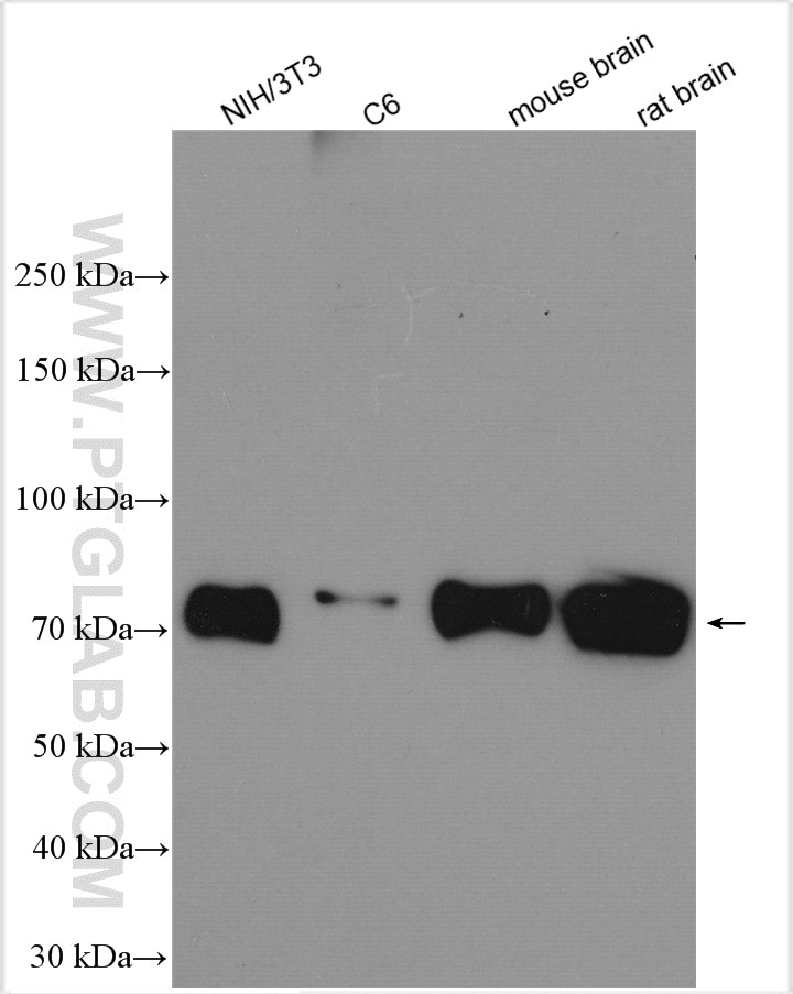 Western Blot (WB) analysis of various lysates using PKC Delta Polyclonal antibody (14188-1-AP)