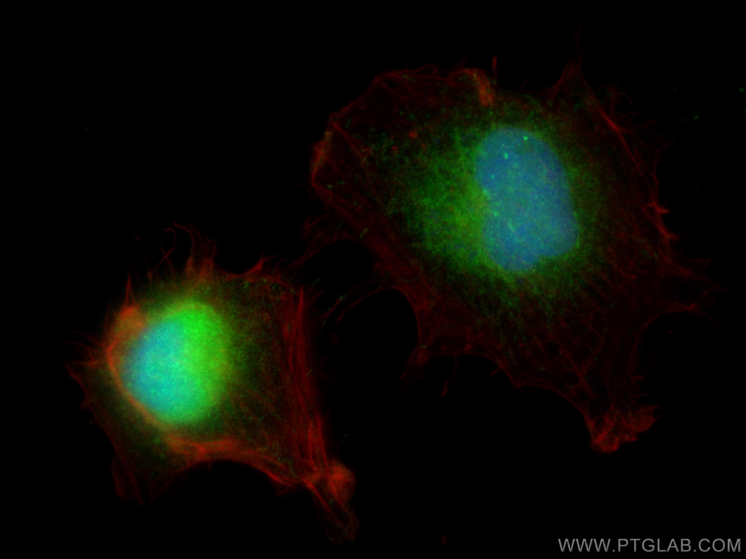 Immunofluorescence (IF) / fluorescent staining of U-251 cells using PKC Delta Polyclonal antibody (19132-1-AP)