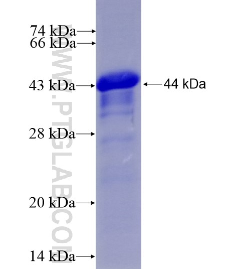 PRKCD fusion protein Ag5631 SDS-PAGE