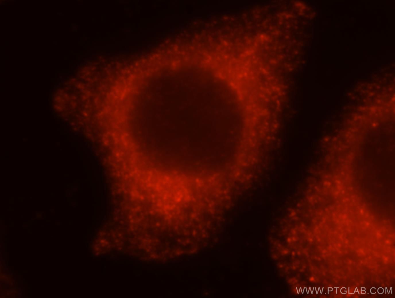 Immunofluorescence (IF) / fluorescent staining of MCF-7 cells using PRKCDBP Polyclonal antibody (16250-1-AP)