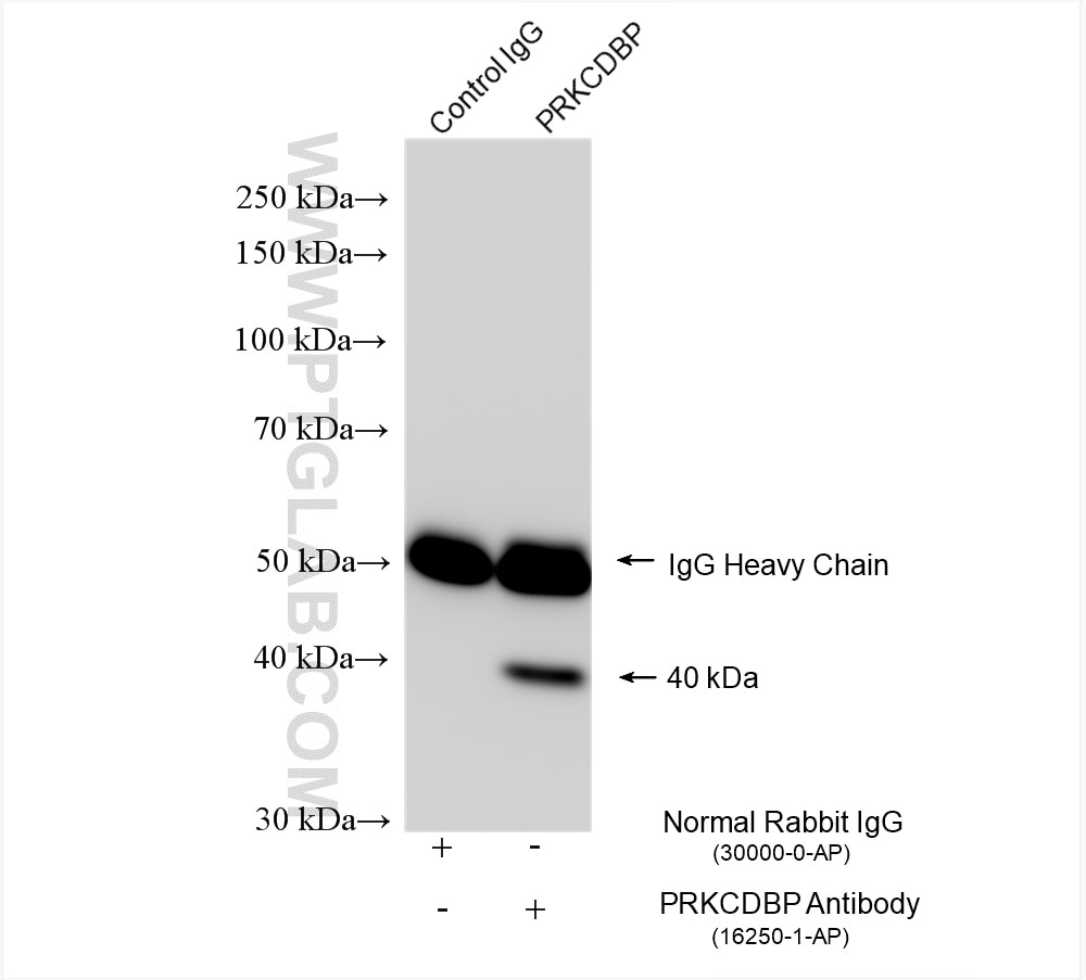 Immunoprecipitation (IP) experiment of A549 cells using PRKCDBP Polyclonal antibody (16250-1-AP)
