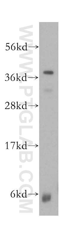 Western Blot (WB) analysis of MCF-7 cells using PRKCDBP Polyclonal antibody (16250-1-AP)