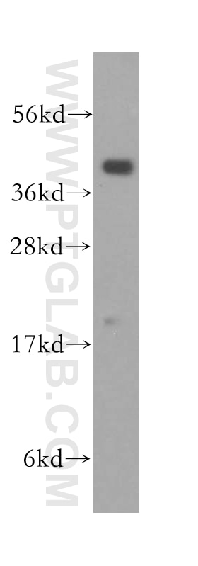 Western Blot (WB) analysis of mouse lung tissue using PRKCDBP Polyclonal antibody (16250-1-AP)