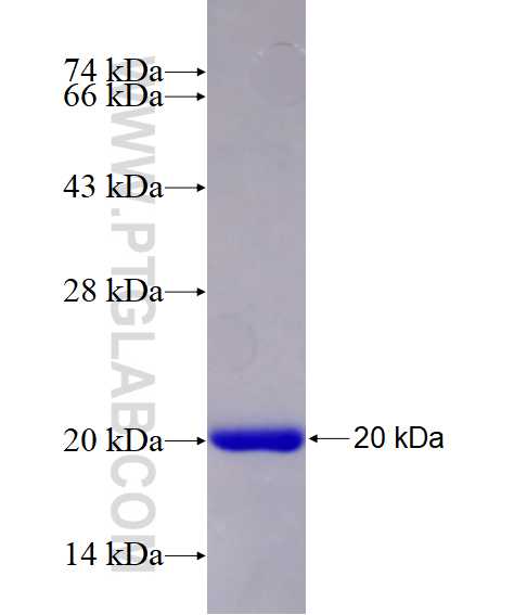 PRKCE fusion protein Ag15090 SDS-PAGE