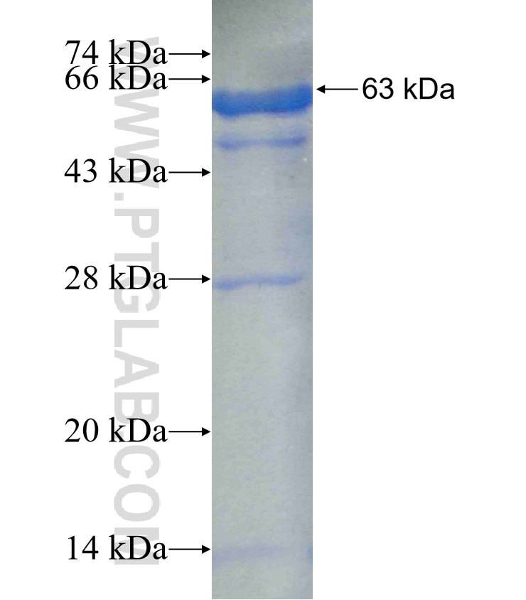 PRKCG fusion protein Ag5681 SDS-PAGE
