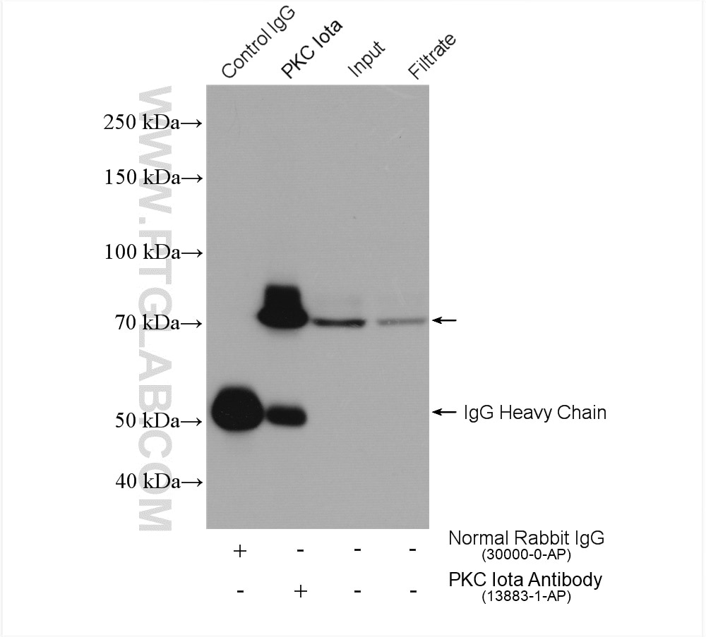 Immunoprecipitation (IP) experiment of HeLa cells using PKC Iota Polyclonal antibody (13883-1-AP)