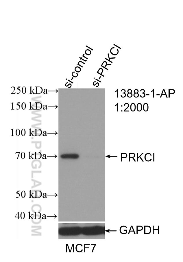 Western Blot (WB) analysis of MCF-7 cells using PKC Iota Polyclonal antibody (13883-1-AP)