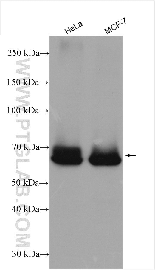 Western Blot (WB) analysis of various lysates using PKC Iota Polyclonal antibody (13883-1-AP)