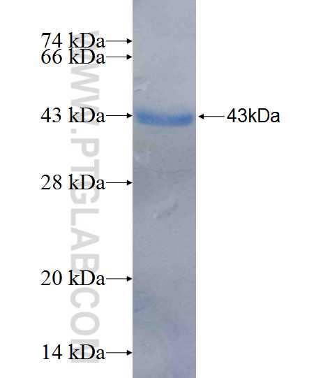 PRKCQ fusion protein Ag26325 SDS-PAGE
