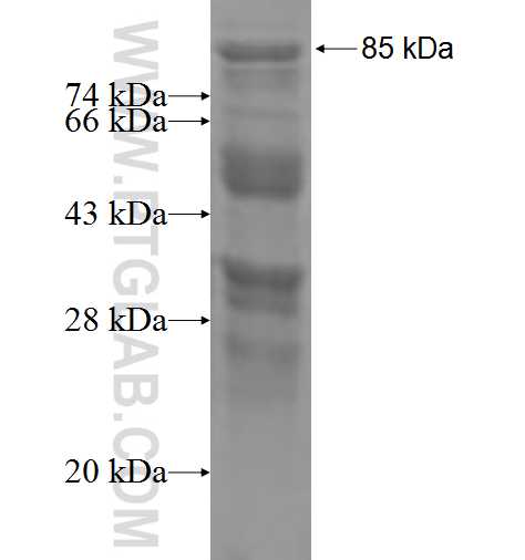 PRKCSH fusion protein Ag2796 SDS-PAGE