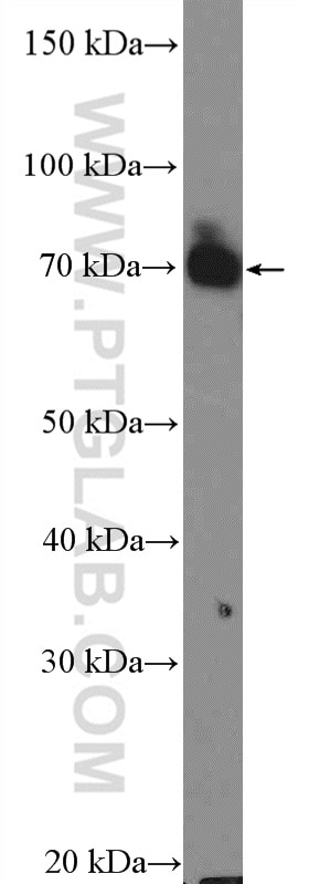 Western Blot (WB) analysis of NIH/3T3 cells using PKC Zeta Polyclonal antibody (10860-1-AP)