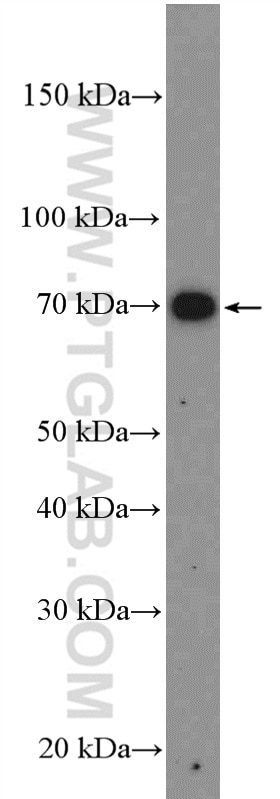 Western Blot (WB) analysis of HEK-293 cells using PKC Zeta Polyclonal antibody (10860-1-AP)