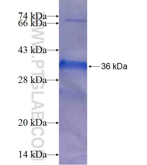 PRKCZ fusion protein Ag25391 SDS-PAGE