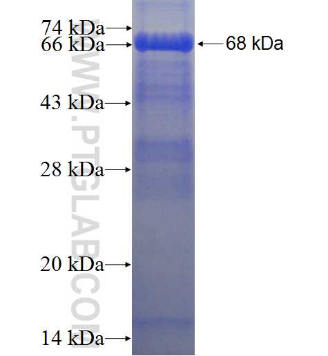 PRKCZ fusion protein Ag1310 SDS-PAGE
