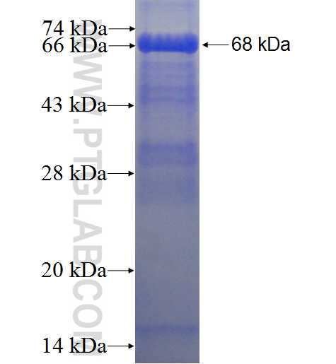 PRKCZ fusion protein Ag1310 SDS-PAGE