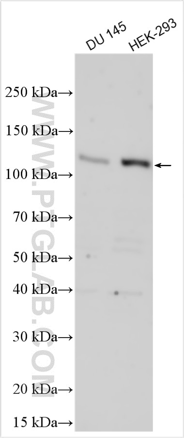 Western Blot (WB) analysis of various lysates using PRKD1 Polyclonal antibody (20714-1-AP)