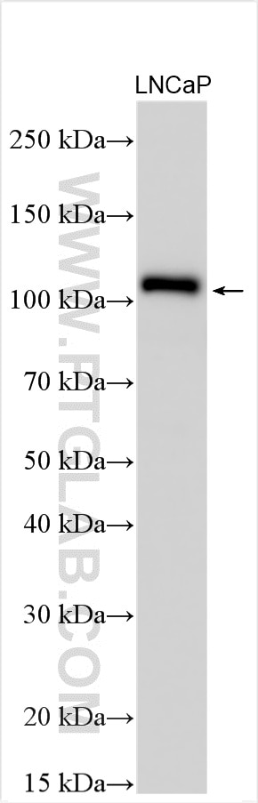 Western Blot (WB) analysis of various lysates using PRKD1 Polyclonal antibody (20714-1-AP)