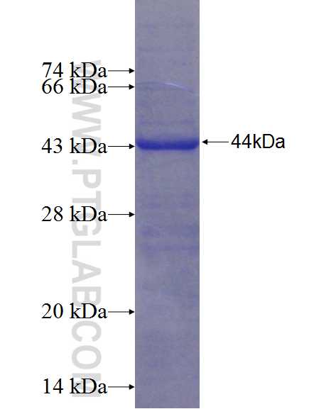 PRKD2 fusion protein Ag24668 SDS-PAGE