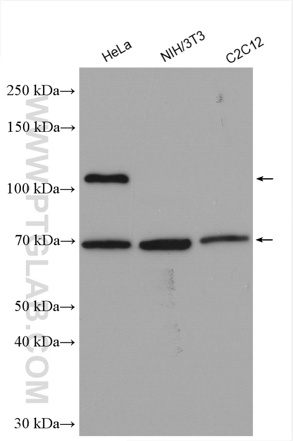 WB analysis using 12785-1-AP