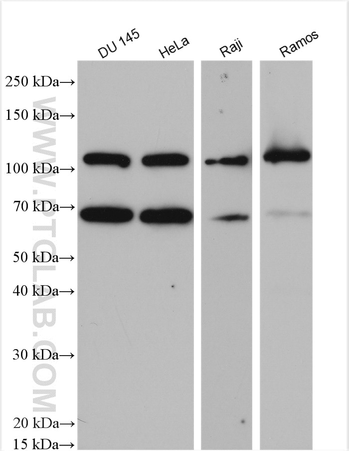 Western Blot (WB) analysis of various lysates using PRKD3 Polyclonal antibody (12785-1-AP)