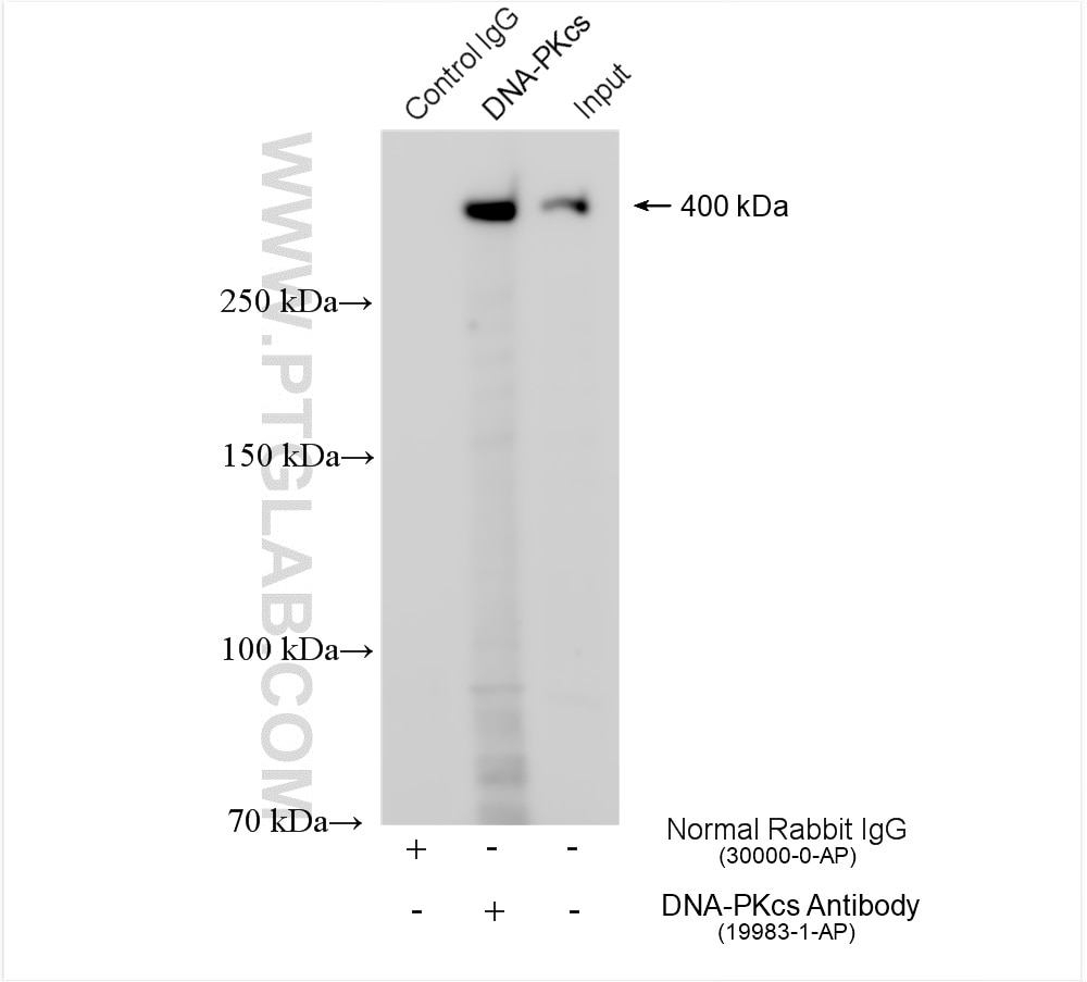Immunoprecipitation (IP) experiment of HeLa cells using DNA-PKcs Polyclonal antibody (19983-1-AP)