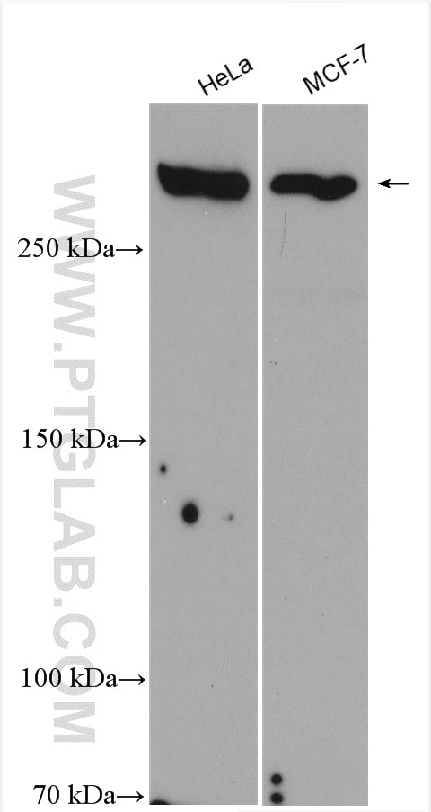 Western Blot (WB) analysis of various lysates using DNA-PKcs Polyclonal antibody (19983-1-AP)
