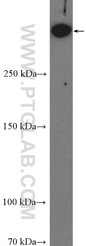 Western Blot (WB) analysis of MCF-7 cells using DNA-PKcs Polyclonal antibody (19983-1-AP)