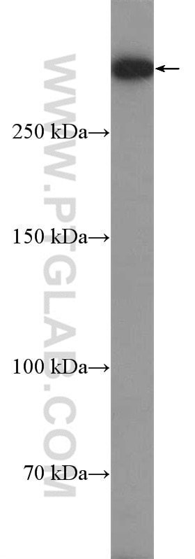 Western Blot (WB) analysis of HeLa cells using DNA-PKcs Polyclonal antibody (19983-1-AP)
