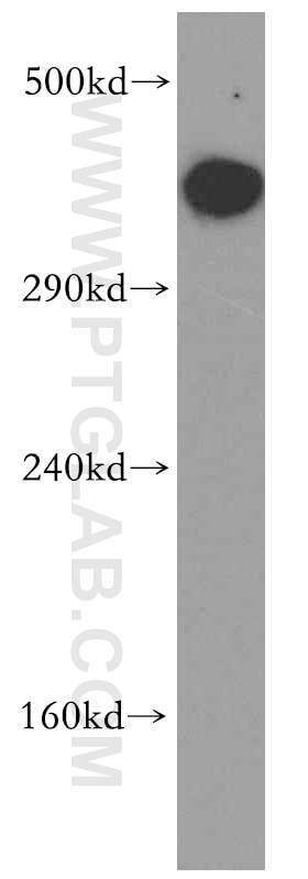 Western Blot (WB) analysis of MCF-7 cells using DNA-PKcs Polyclonal antibody (19983-1-AP)