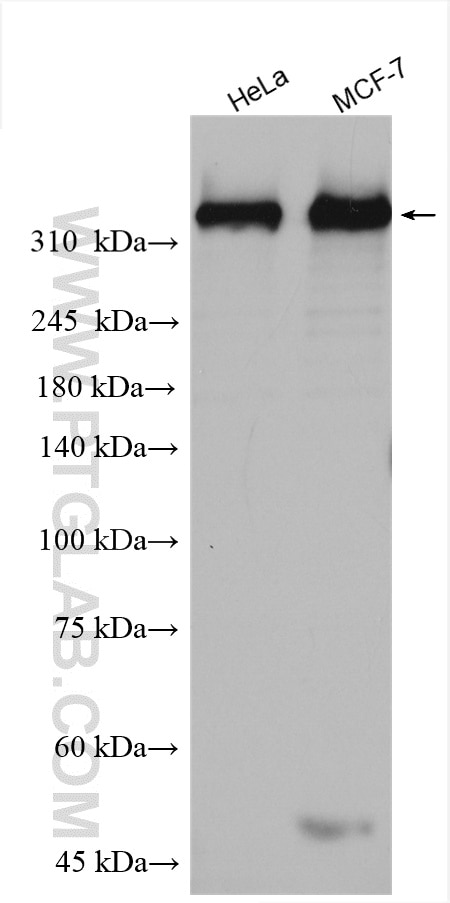 Western Blot (WB) analysis of various lysates using DNA-PKcs Polyclonal antibody (28534-1-AP)