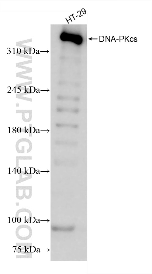 Western Blot (WB) analysis of HT-29 cells using DNA-PKcs Recombinant antibody (85370-2-RR)