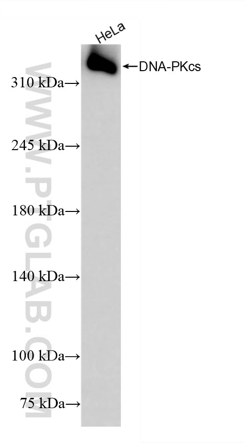 Western Blot (WB) analysis of HeLa cells using DNA-PKcs Recombinant antibody (85370-2-RR)