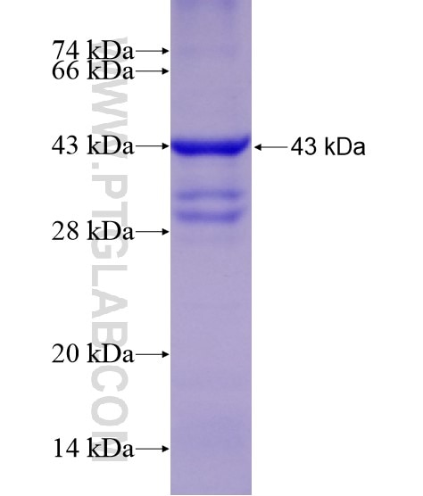 PRKDC fusion protein Ag29100 SDS-PAGE