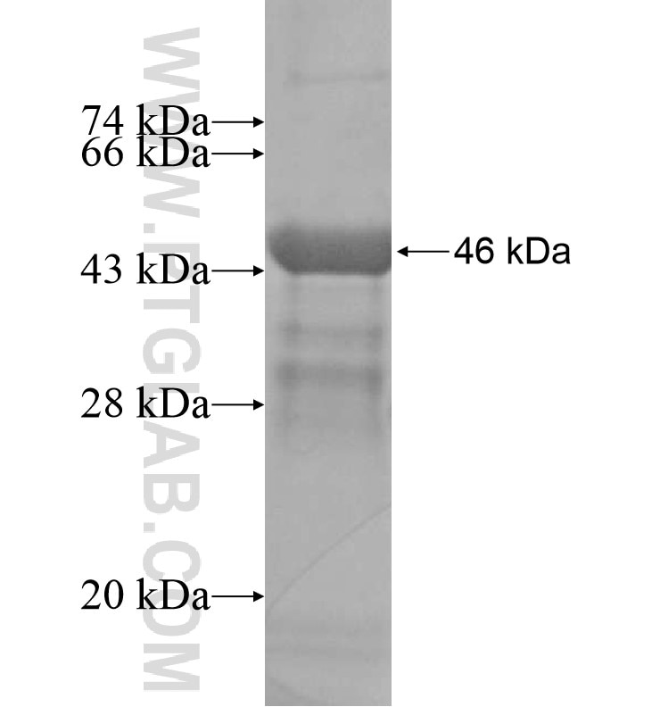 PRKG1 fusion protein Ag16333 SDS-PAGE