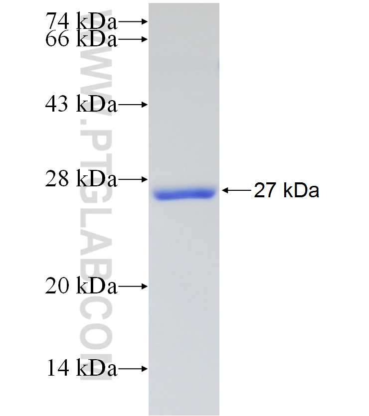 PRKG1 fusion protein Ag17987 SDS-PAGE