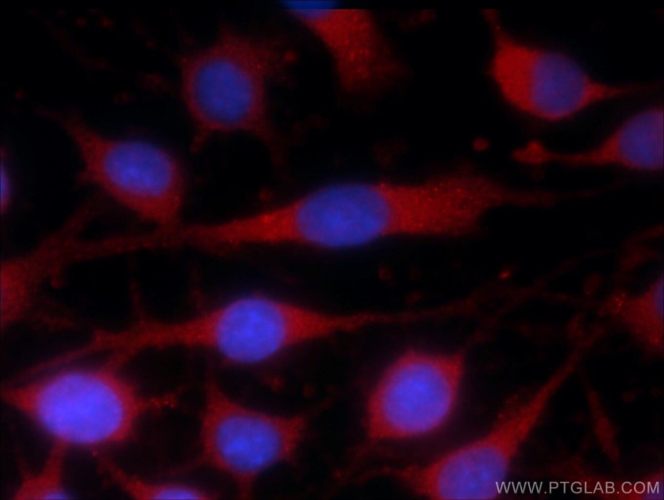 Immunofluorescence (IF) / fluorescent staining of C6 cells using PRKG2 Polyclonal antibody (55138-1-AP)