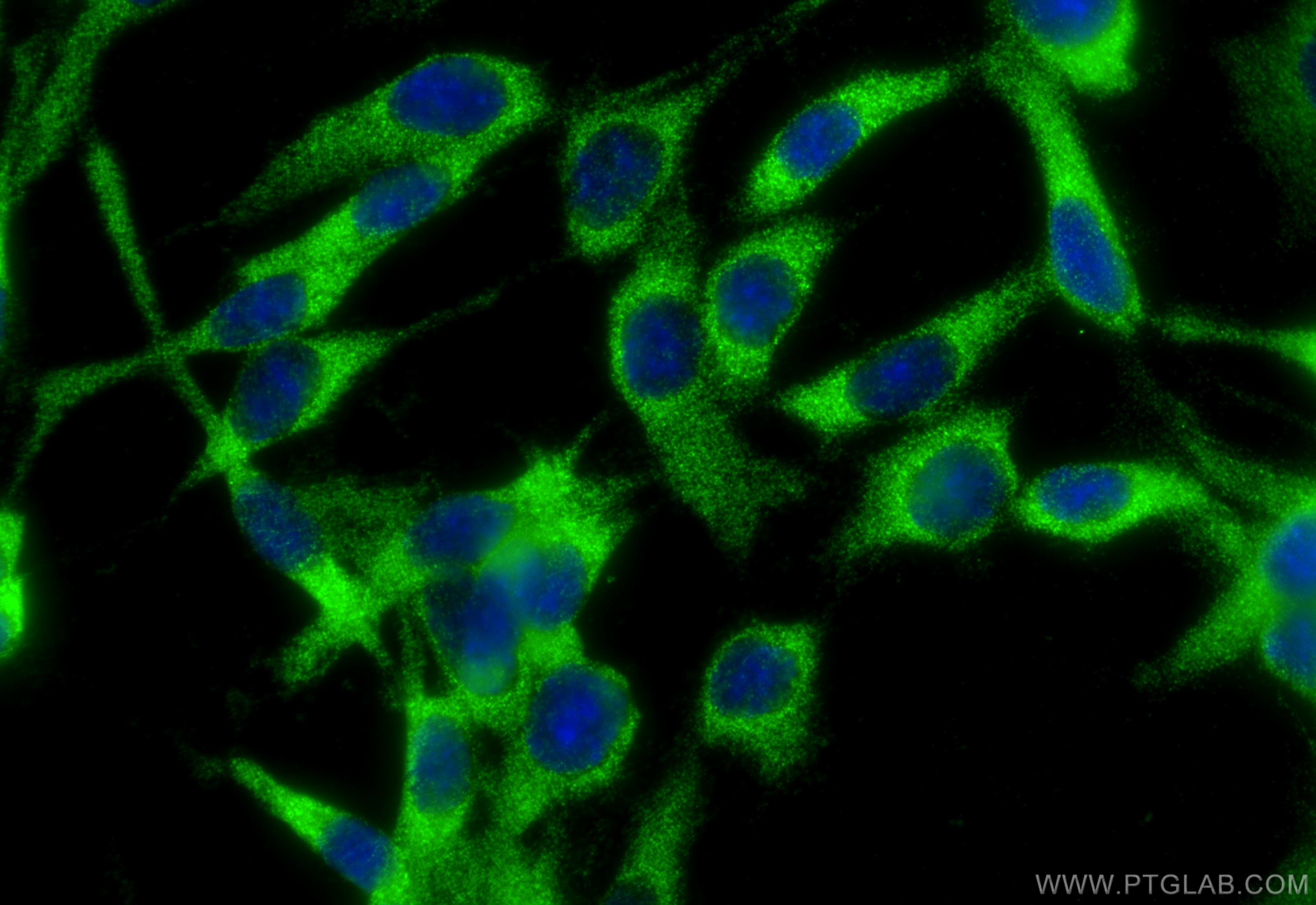 Immunofluorescence (IF) / fluorescent staining of C6 cells using PRKG2 Polyclonal antibody (55138-1-AP)
